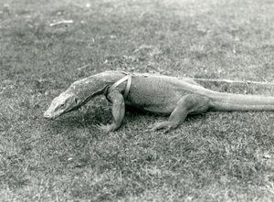 A Komodo Dragon out for a walk on a lawn, wearing a harness and leash by Frederick William Bond