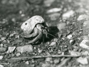 A Land Hermit Crab, London Zoo
