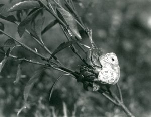 A Land Hermit Crab climbing on a small branch, London Zoo by Frederick William Bond