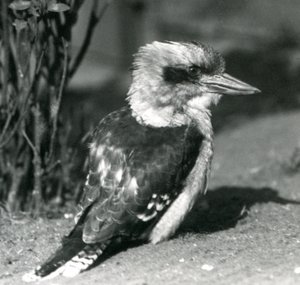 A Laughing Kookaburra at London Zoo in April 1925 by Frederick William Bond