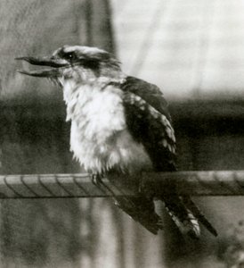 A Laughing Kookaburra at London Zoo in October 1924