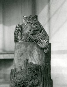 A Leopard lying on the top of a tree stump, London Zoo