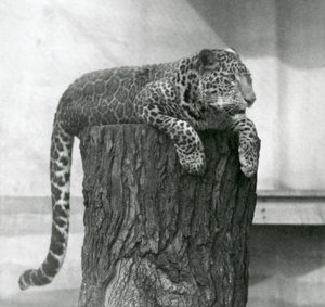 A Leopard Lying on the Top of a Tree Stump with Its Tail Dangling Down Behind, London Zoo by Frederick William Bond