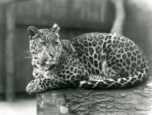 A Leopard resting on a log at London Zoo in 1929
