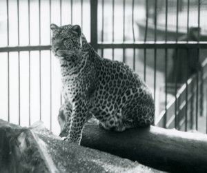 Leopard Sitting on a Log in Its Enclosure at London Zoo, September 1925