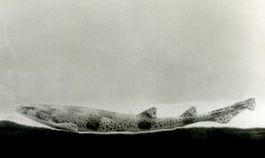 A Lesser-spotted Dogfish at London Zoo by Frederick William Bond