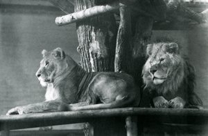 A Lion and Lioness Resting on a High Platform, in Their Enclosure, London Zoo in 1929 by Frederick William Bond