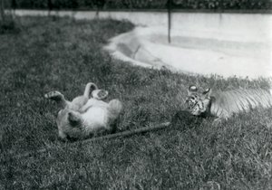 Lion and Tiger Cub Play with a Mop, on the Grass, by a Pool, London Zoo, September 1925 by Frederick William Bond