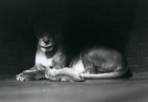 A Lion cub lying down with its mother in the shadow of the rear of their enclosure, London Zoo, October 1925