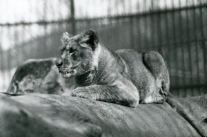 A Lion Cub, Born in the Menagerie in July 1923, London Zoo, July 1924