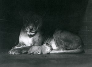 A Lioness and cub lying down in the shadow of the rear of their enclosure, London Zoo, October 1925 by Frederick William Bond