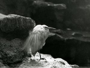 A Little Egret Resting Amongst Rocks at London Zoo in 1930