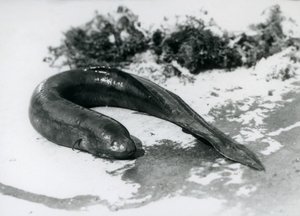 A Lungfish resting out of water at London Zoo in September 1928 by Frederick William Bond