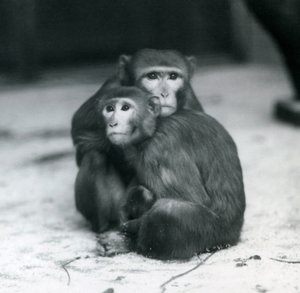 A Macaque with Her Baby Sitting Together on the Floor of Their Enclosure, London Zoo