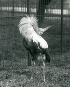 A Maguari Stork Performing the Up-Down Display, London Zoo, July 1925