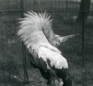A Maguari Stork Performing the Up-Down Display, London Zoo, July 1925