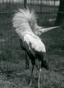 A Maguari Stork performing the up-down display, London Zoo, July 1925