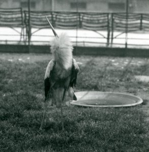 A Maguari Stork performing the up-down display, London Zoo, July 1925