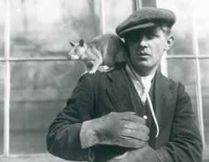 A Malagasy Giant Rat sits on the shoulder of its keeper, London Zoo
