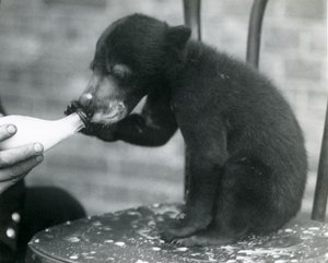 A Malay or Sun Bear cub sitting on a chair while being bottle fed by its keeper at London Zoo, 1920s by Frederick William Bond