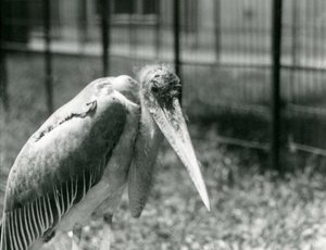 A Marabou Stork Standing in Its Enclosure at London Zoo in September 1928