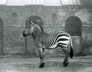 A Mountain Zebra standing in its paddock, in front of the high doors of the Giraffe House at London Zoo in 1927 by Frederick William Bond