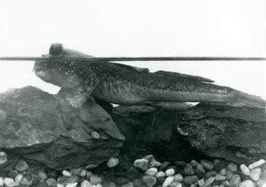A Mudskipper, resting on submerged rocks, with its eyes above water, London Zoo