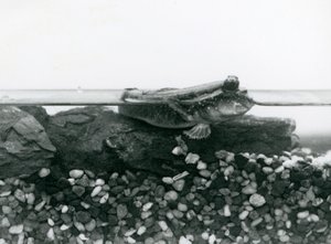 A Mudskipper, Resting on Submerged Rocks, with Its Eyes Above Water, London Zoo