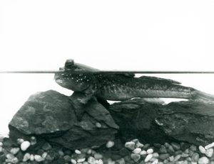 A Mudskipper, resting on submerged rocks, with its eyes above water, London Zoo by Frederick William Bond
