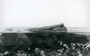 A Mudskipper, resting on submerged rocks, with the top half of its body above water, London Zoo by Frederick William Bond