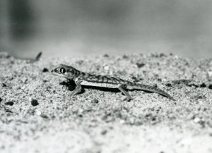 A Namib Sand Gecko/Web-footed Gecko Standing on Sand, London Zoo, September 1928