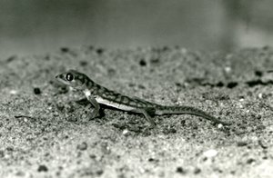 A Namib sand gecko/Web-footed gecko standing on sand, London Zoo