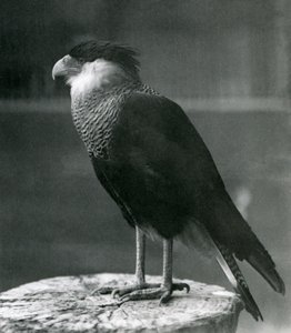 A Northern Crested Caracara at London Zoo, pre 1930