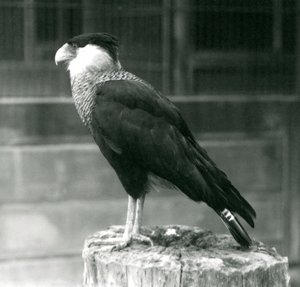 Northern Crested Caracara at London Zoo, September 1925
