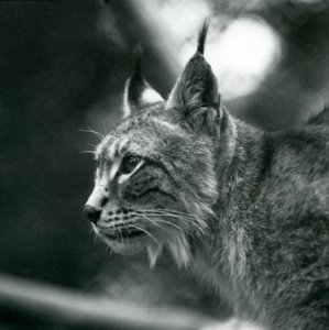A Northern Lynx at London Zoo, July 1925