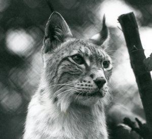 A Northern Lynx at London Zoo, July 1925