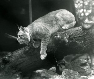 A Northern Lynx leaning down from a branch, London Zoo, October 1925