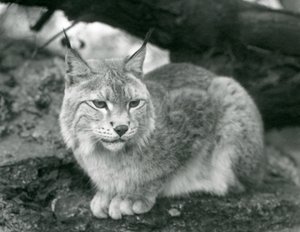 A Northern Lynx sitting on a rock, London Zoo, October 1925 by Frederick William Bond