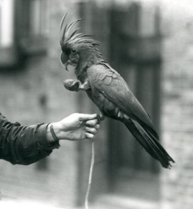 A Palm Goliath Great Black Cockatoo gripping onto the finger of a keeper with one foot and holding an egg-shaped treat in the other, London Zoo, September 1927