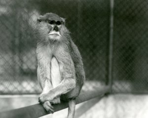 A Patas/Wadi/Hussar Monkey sitting on a branch at London Zoo in 1928