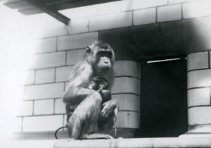 A Pig-tailed Macaque holding her baby while sitting on a tiled ledge in her enclosure at London Zoo in 1928