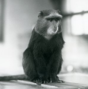 A Pluto Monkey, or Blue Monkey, sitting on a bench, London Zoo