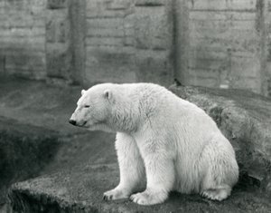 A Polar Bear Sitting on a Rocky Ledge at London Zoo in September 1927 by Frederick William Bond