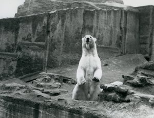 A Polar Bear sitting up in its enclosure at the base of the Mappin Terraces at London Zoo in September 1928 by Frederick William Bond