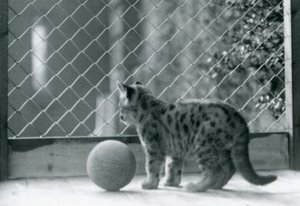 A Puma kitten, with a ball, looking out of its enclosure, London Zoo, 1923 by Frederick William Bond