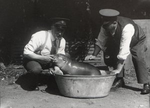 A Pygmy Hippo having a soak at ZSL London Zoo, August 1928 by Frederick William Bond