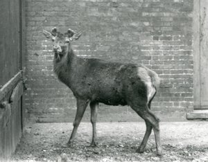 A Red Deer Stag with Budding Antlers, London Zoo, August 1928