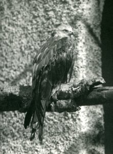 A Red Kite Perching on a Branch at London Zoo in 1924