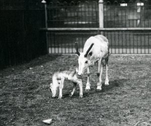 A Reindeer with her calf at London Zoo, March 1914