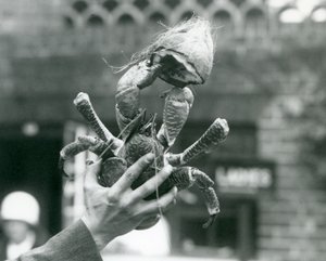 A Robber Crab, holding half a coconut, being held up by a keeper at London Zoo in 1927